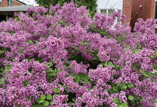 lilac variety known as late lilac, with smaller but more abundant clusters of flowers