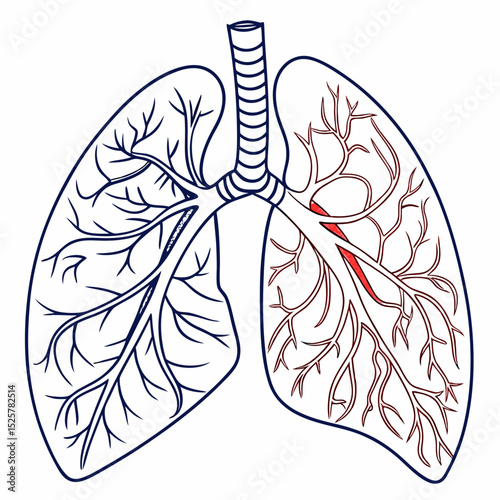 Detailed Human Lungs Anatomy Drawing Scalable Medical Illustration for Healthcare Education and Branding