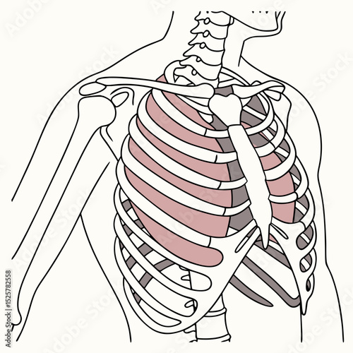 Human Rib Cage Anatomy Diagram Scalable for Medical Education and Design Projects