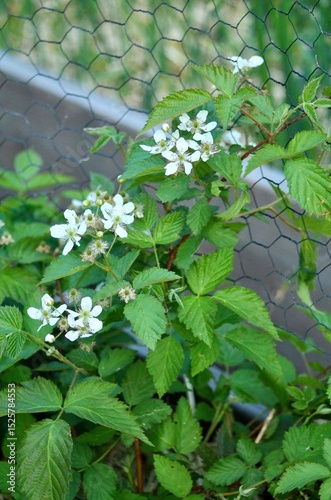 Flowering Raspberry plant growing up chicken wire trellis in garden.