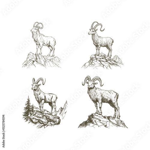 Markhor goat design vector template vintage illustration
