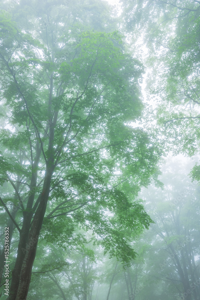 Fototapeta premium green forest, trees in the fog