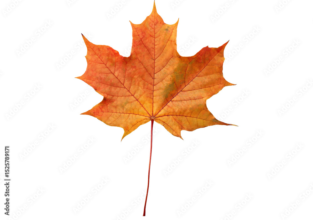 Obraz premium Maple leaf isolated on transparent or white background