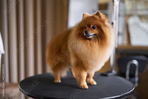 Pomeranian dog posing on grooming table in pet salon during evening