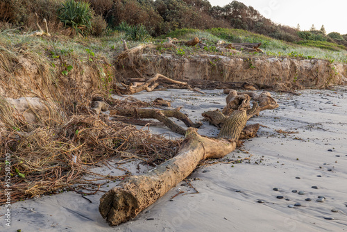 A large driftwood log and other flood debris washed up on an eroded beach after a cyclonic front weather and rough surf environmental event at Shelly Beach in Ballina in New South Wales, Australia.