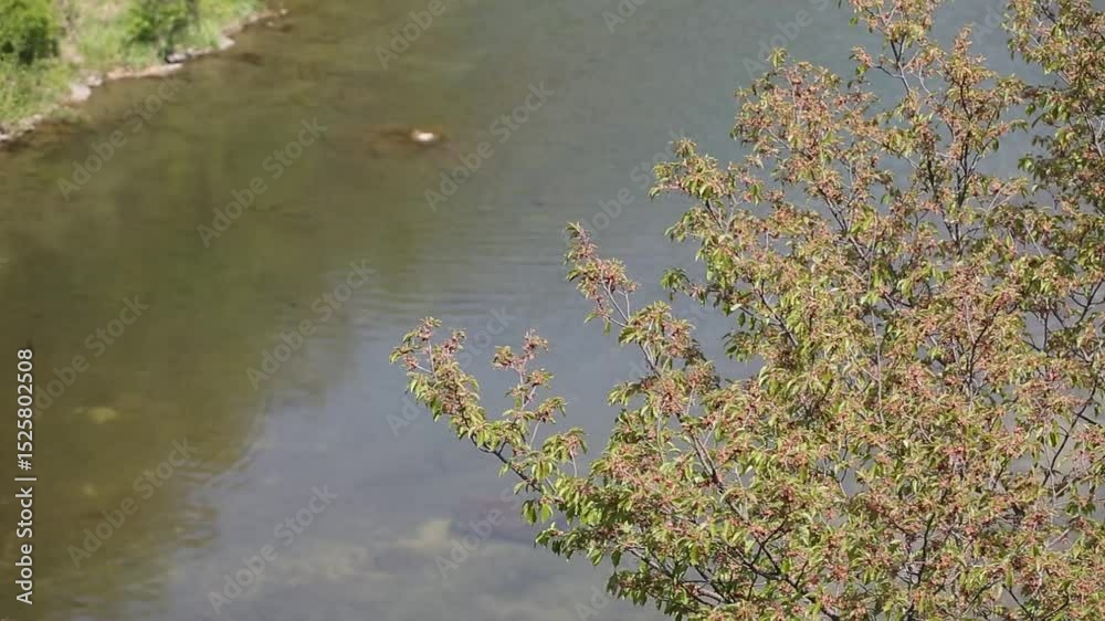 landscape of trees and rivers