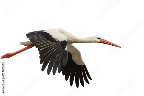 White stork gliding with black wingtips, wingspan extended, soaring freely against clean backdrop highlighting natural avian grace