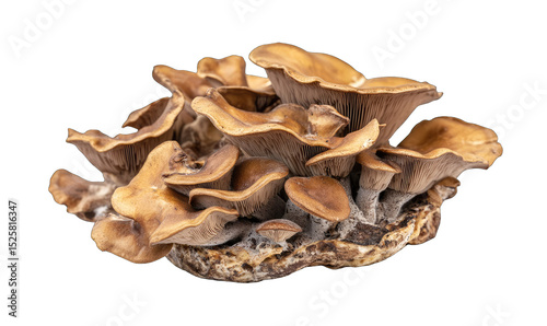Cluster of tan mushrooms on a dark base