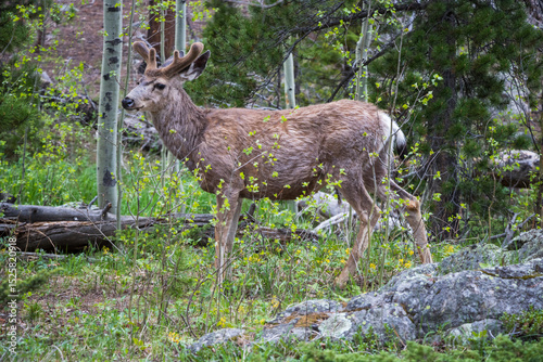 Mule deer standing in the forest near Sprague Lake at Rocky Mountain National Park.