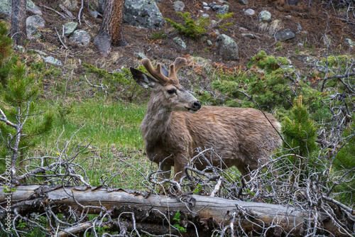 Mule deer standing in the forest near Sprague Lake at Rocky Mountain National Park.