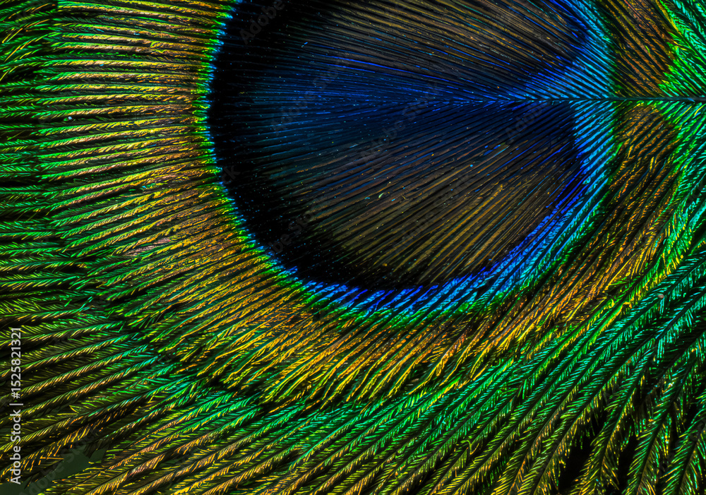 Fototapeta premium Peacock Feather Macro Detail 