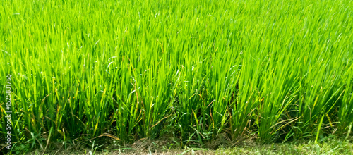 Fototapeta Naklejka Na Ścianę i Meble -  green grass background