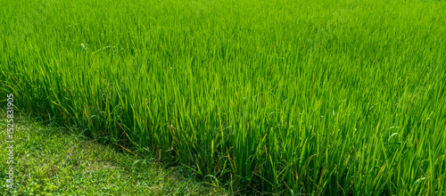 Fototapeta Naklejka Na Ścianę i Meble -  green grass field