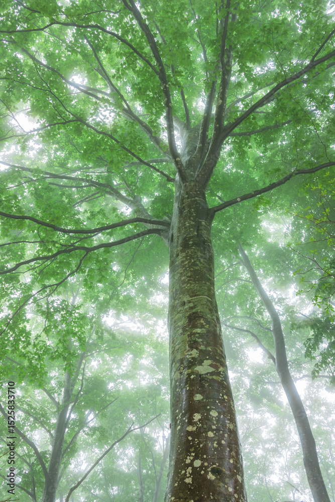 Obraz premium green forest, trees in the fog