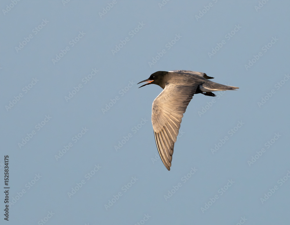 Obraz premium The black tern (Chlidonias niger) flying in the blue sky, Galveston, Texas, USA
