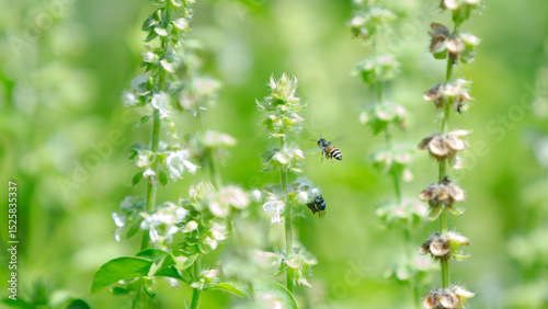 Bee on a flower of basil. Shallow depth of field.
