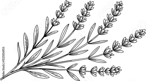 Hand-drawn vector illustration of lavender sprigs with leaves, perfect for botanical art, herbal designs, packaging, vintage decor, natural themes