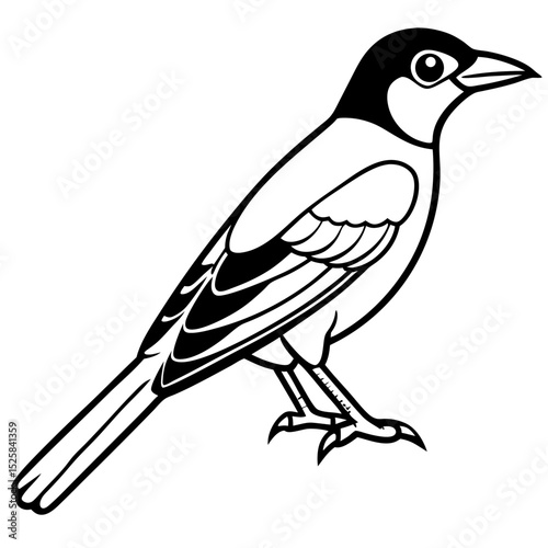 Eurasian Golden Oriole Vector on White