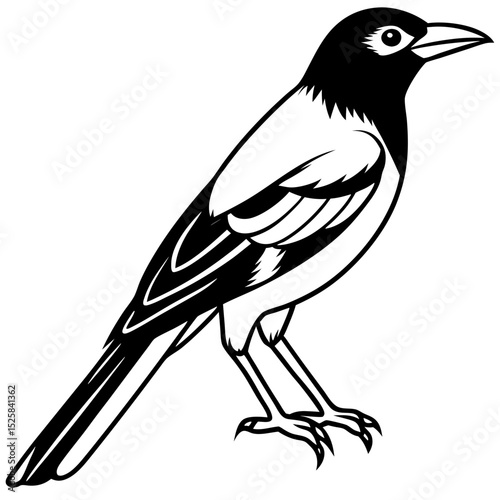 Eurasian Golden Oriole Vector on White