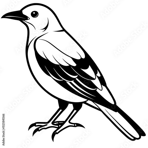 Eurasian Golden Oriole Vector on White
