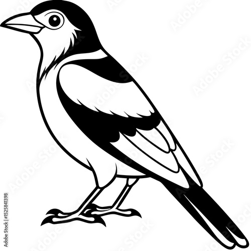 Eurasian Golden Oriole Vector on White