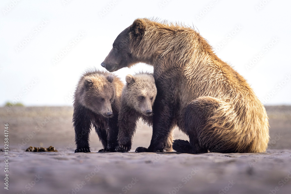 Fototapeta premium A mother coastal brown bear with cubs in Katmai National Park in Alaska.