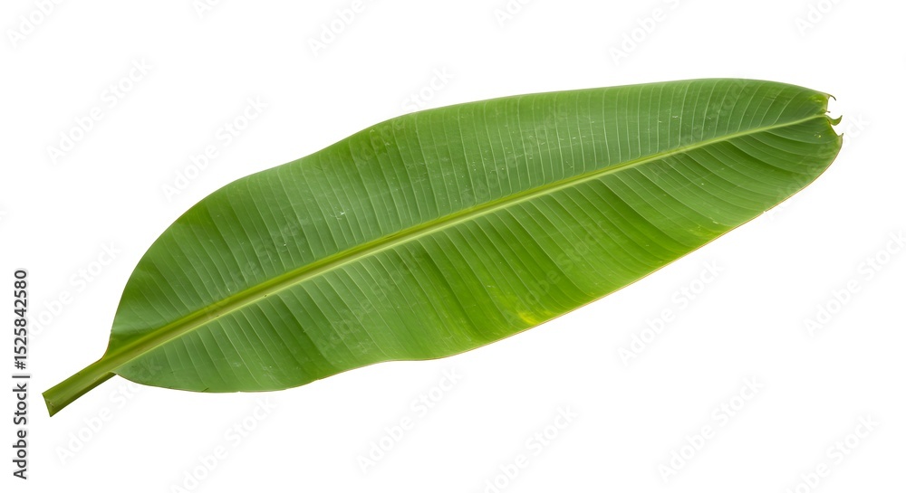 Obraz premium Vibrant Green Banana Leaf Tropical Nature Photography