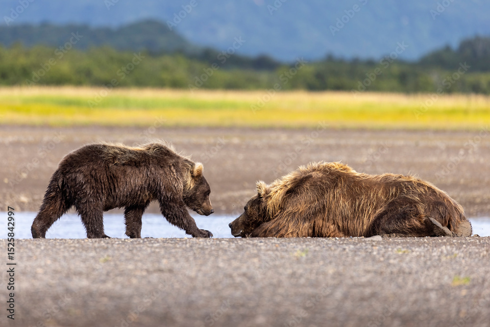 Fototapeta premium A mother coastal brown bear with cubs in Katmai National Park in Alaska.