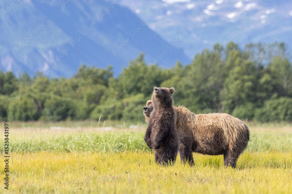 Fototapeta premium A mother coastal brown bear with cubs in Katmai National Park in Alaska.