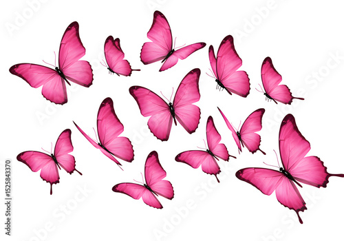 Flying pink butterflies isolated on white or transparent background. PNG