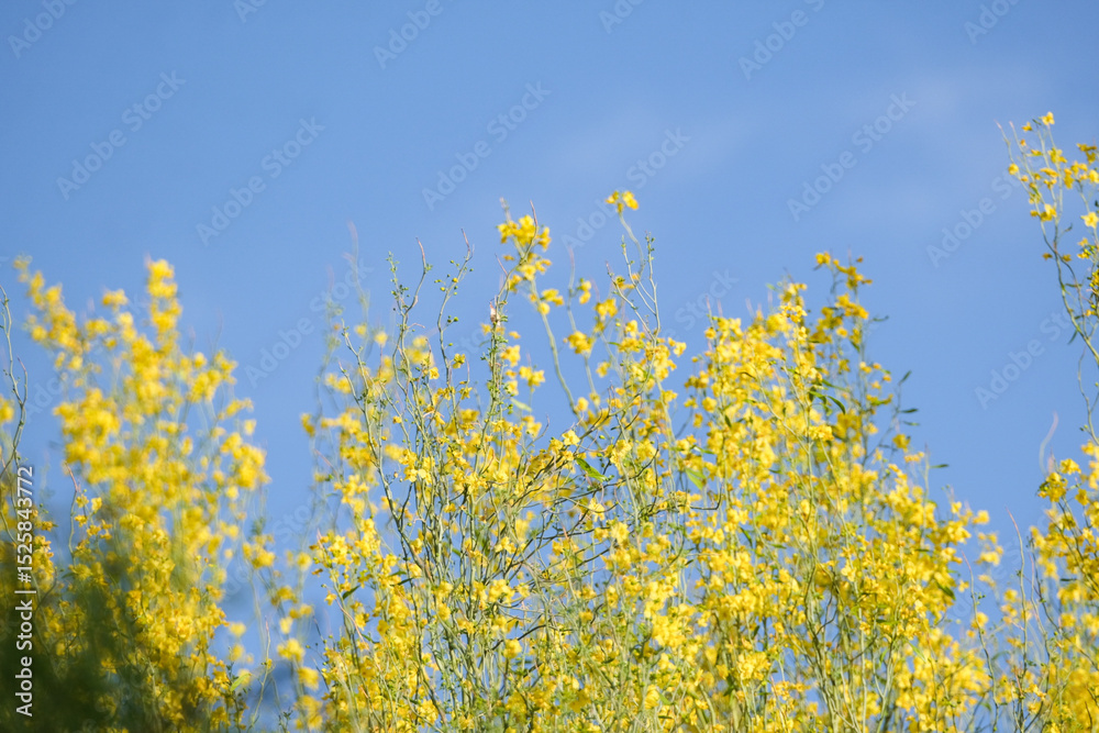 Fototapeta premium yellow flowers in a tree against a blue sky
