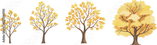 Tree growth stages, autumn tree transformation, fall season trees, seasonal change illustration, plant life cycle, botanical development, nature concept
