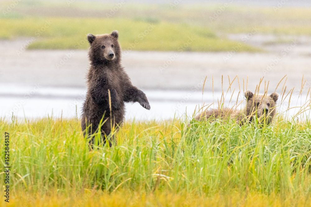 Fototapeta premium Coastal brown bear cubs in Katmai National Park in Alaska