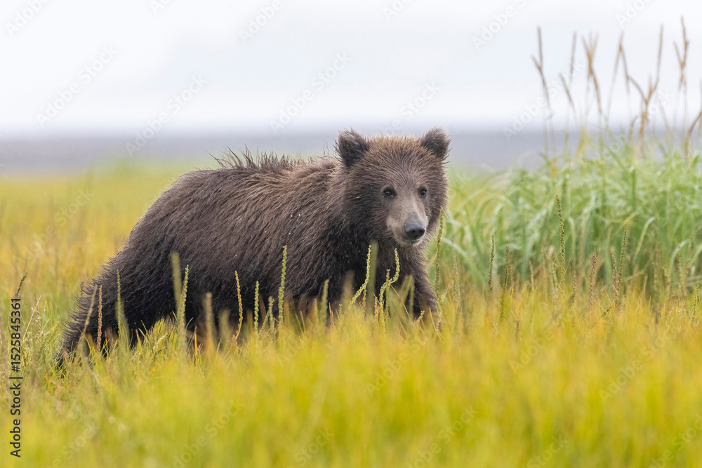 Fototapeta premium Coastal brown bear cubs in Katmai National Park in Alaska