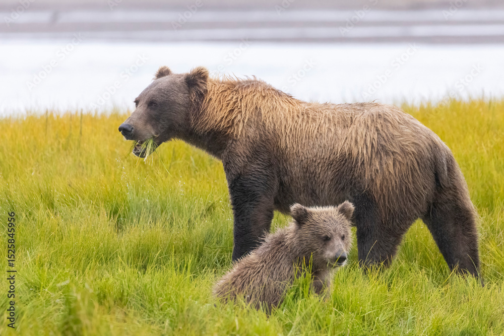 Fototapeta premium A mother coastal brown bear with cubs in Katmai National Park in Alaska.
