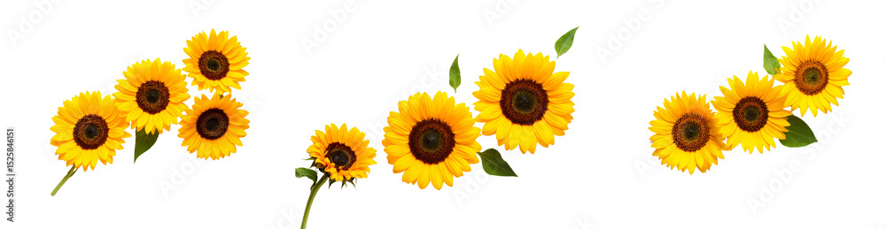 Fototapeta premium Flat lay of three sunflowers in varying bloom stages on white background