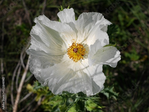 Bild auf Leinwand White Prickly Poppy blooming in a springtime Prairie, Boulder, Colorado