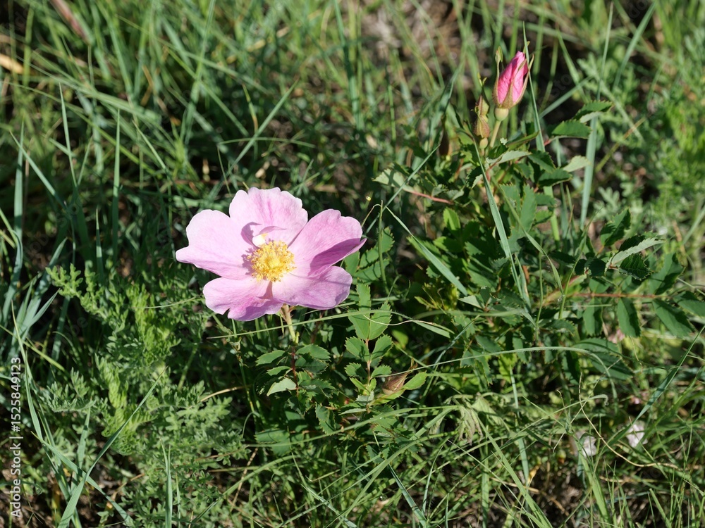 Fototapeta premium Wild roses (Woods’ Rose) in bloom in early summer, Boulder, Colorado