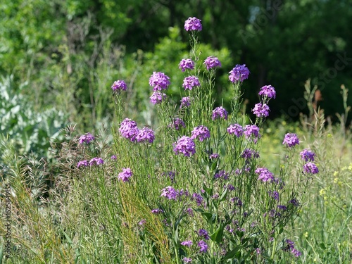 Fototapeta Naklejka Na Ścianę i Meble -  Dame's Rocket flowers blooming in a meadow in early summer, Boulder, Colorado