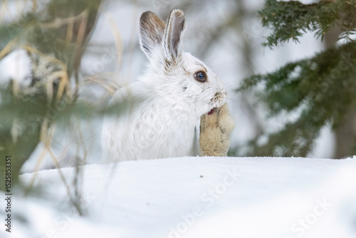 A wild snowshoe hare in the forest of Sax-Zim Bog in Minnesota.