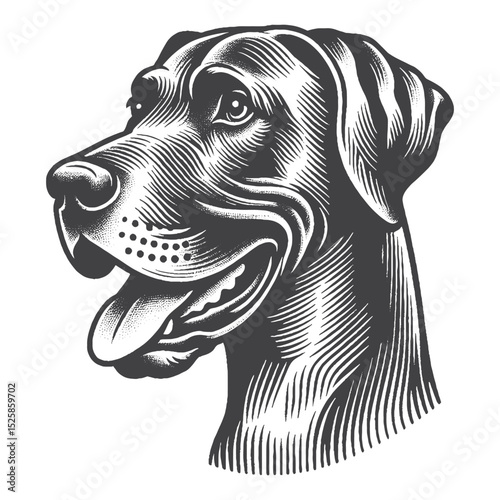 Vintage Hand-Drawn Great Dane Illustration – Playful Tongue Out Engraved Style Vector for T-Shirts, Posters, Stickers, and Dog Lover Apparel