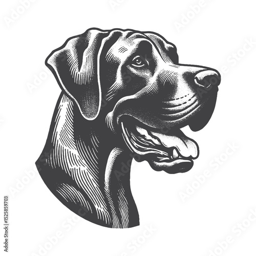 Vintage Hand-Drawn Great Dane Illustration – Playful Tongue Out Engraved Style Vector for T-Shirts, Posters, Stickers, and Dog Lover Apparel