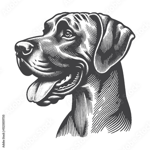 Vintage Hand-Drawn Great Dane Illustration – Playful Tongue Out Engraved Style Vector for T-Shirts, Posters, Stickers, and Dog Lover Apparel