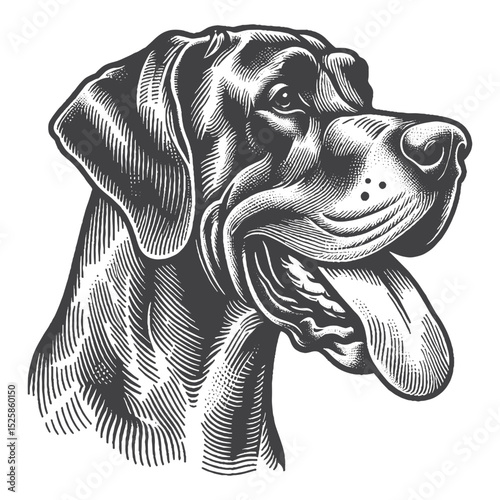 Vintage Hand-Drawn Great Dane Illustration – Playful Tongue Out Engraved Style Vector for T-Shirts, Posters, Stickers, and Dog Lover Apparel