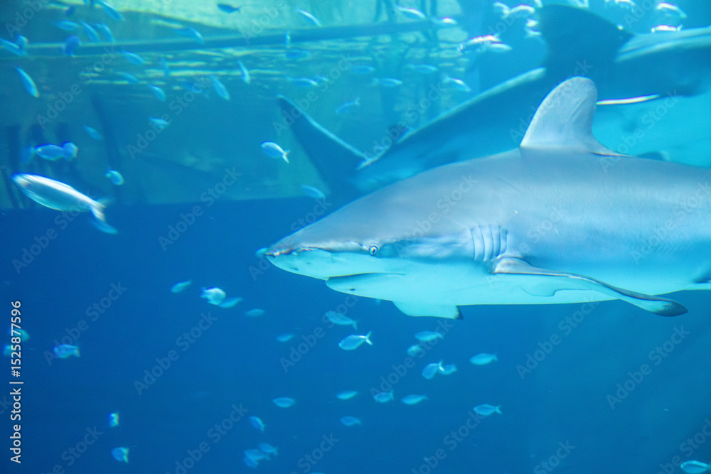 Obraz premium A Silvertip Shark at an aquarium