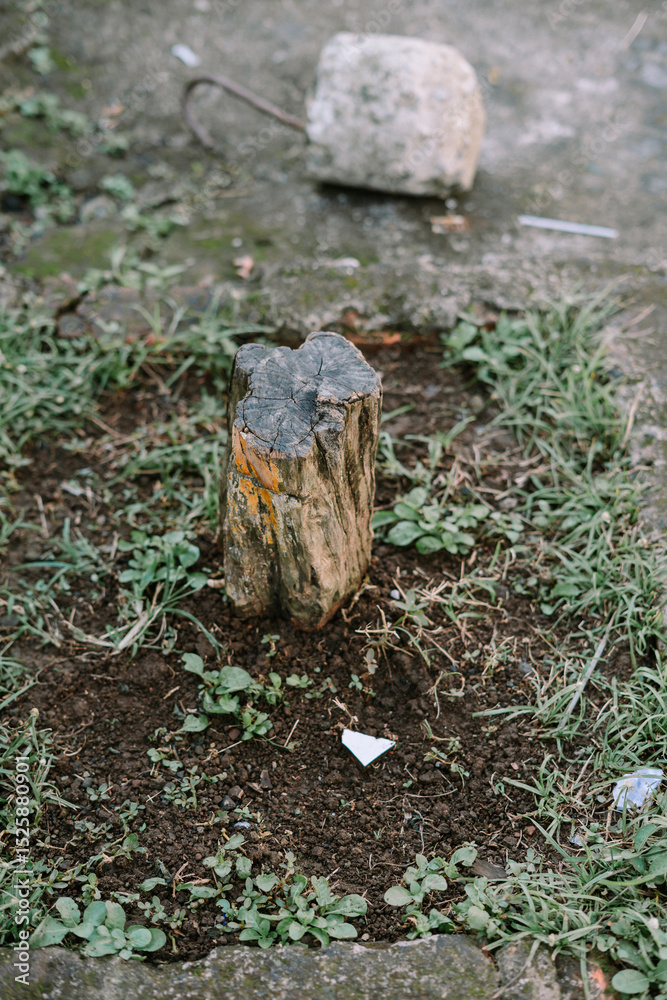 Fototapeta premium Weathered tree stump amidst fresh growth on a moody overcast day