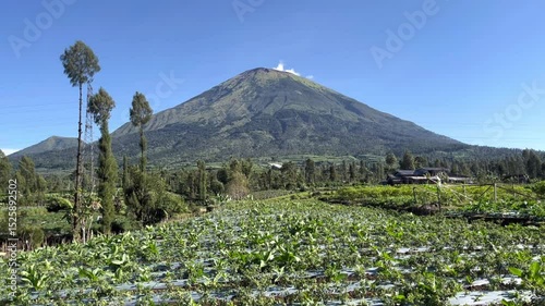 Farming Landscape with Mount Sindoro Background in Wonosobo, Indonesia on a Sunny Day