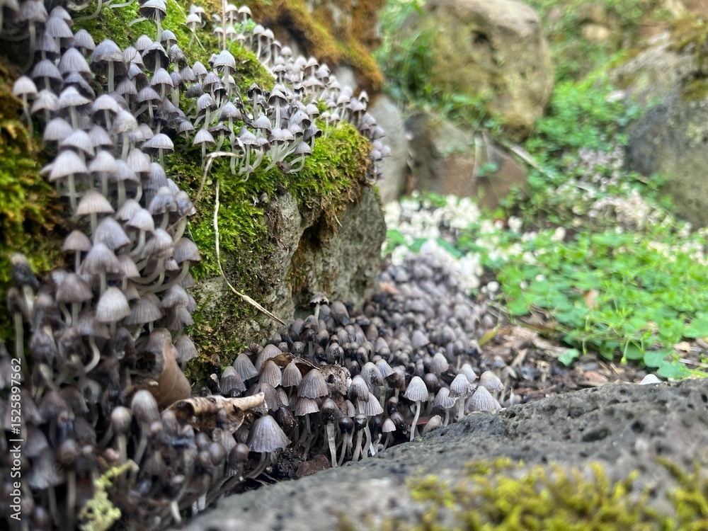 Obraz premium little cluster of mushrooms on a little cliff