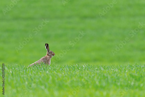 Adult hare sitting in green grass. Wildlife scene from nature. Animal on the meadow
