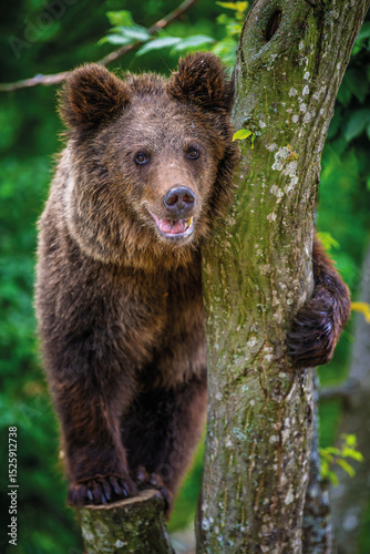 Close Bear cub clings to the side of the tree. Wildlife scene from nature